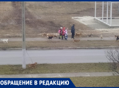 С каждым днём их всё больше! - морозовчане о бездомных собаках
