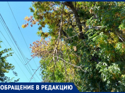 Огромная сухая ветка угрожающе нависла над тротуаром на улице Ворошилова