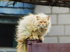 Переменная облачность и сильный ветер сохранятся в Морозовске и в конце недели