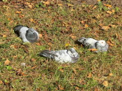 Немного потеплеет: до +16 прогреется воздух сегодня в Морозовске