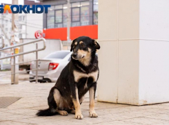 Свора собак накинулась на ребенка в Морозовске