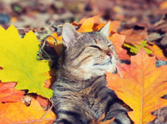 Воздух в Морозовске прогреется до +16 градусов