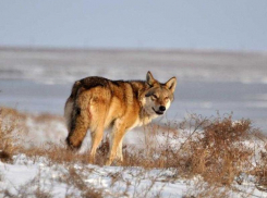 198 волков и 526 шакалов разрешено добыть донским охотникам в 2020 году