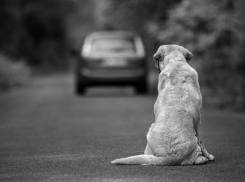Откуда такая жестокость? Морозовчане в мороз выбрасывают своих питомцев на верную смерть 