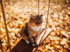 Субботний день в Морозовске обещает быть заметно теплее