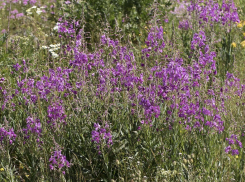 Чай буквально под ногами: что за удивительное растение можно найти в окрестностях Морозовска