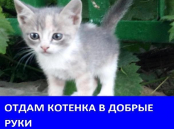 Игривая кошечка ищет дом