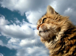 Облачность и пониженное давление обещают морозовчанам в пятницу, 3 августа