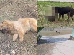 Администрация Морозовска выявила количество безнадзорных собак в городе
