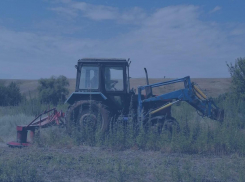 35 тысяч килограммов дикорастущей конопли уничтожили в Морозовском районе 26 июля