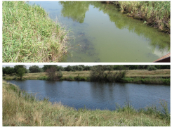 Поиск источников загрязнения продолжается: Река Быстрая в Морозовске и за его пределами как будто два абсолютно разных водоема