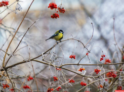 Дождливое утро обещают морозовчанам в четверг