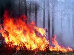 Особенности лесных пожаров в Морозовском районе назвали спасатели