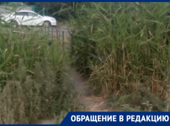 Заросшее камышами старое русло реки Быстрой возмутило морозовчан