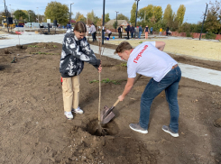 Больше 660 деревьев посадили лицеисты из «Движения Первых» в новом сквере на улице Ленина в Морозовске