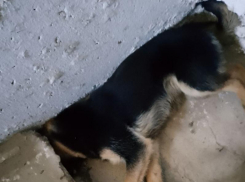 В многоквартирном доме в Морозовске обнаружили мертвую собаку