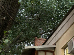 Глава администрации Морозовского городского поселения написал письмо о дереве заместителю генерального директора компании «ЖКХ Чистый город-сервис»