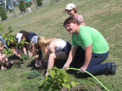 Волонтеры украсили танцевальную площадку многолетними растениями 