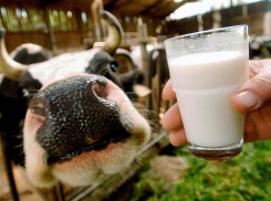 Субсидию на возмещение части затрат на поддержку собственного производства молока смогут получить жители Морозовского района