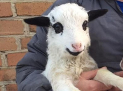 Ягненок с удивительной мордочкой завёлся в хуторе Чекалов Морозовского района