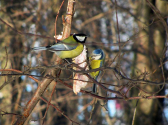 Потепление до +12 градусов обещают морозовчанам в праздничный день 8 марта