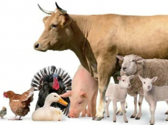 Производство мяса в Морозовском районе превысило 5 тысяч тонн