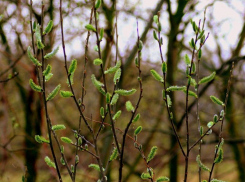Немного потеплеет в Морозовске в субботу, 10 апреля