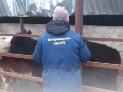 В Морозовском районе началась массовая проверка и вакцинация животных
