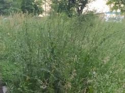 Траву вдоль забора в «Тексере» выкосят в ближайшие дни