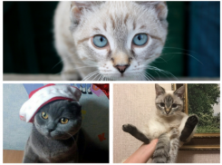 Победителями конкурса «Самый красивый кот-2017» в Морозовске стали Соня, Тишуня и Дуся