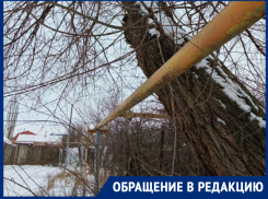 «Если рухнет - весь двор останется без газа»: морозовчане бьют тревогу из-за опасного дерева у жилого дома