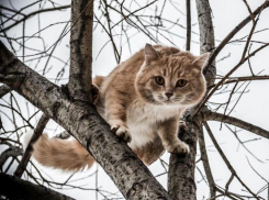 Облачность и до 6 градусов тепла обещают морозовчанам 8 декабря