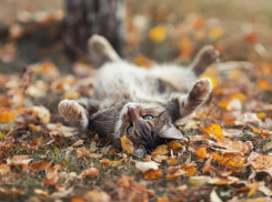 Солнечно, но ветрено будет в Морозовске в субботу, 23 сентября