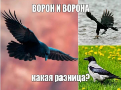 Чем отличается редковстречающийся в Морозовском районе ворон от вездесущей вороны