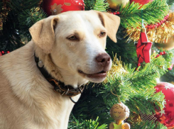 Собачий ад на Новый год: как фейерверки убивают домашних питомцев