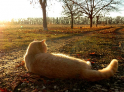 Переменная облачность и до 4 градусов тепла ожидается в Морозовске 18 ноября