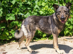 Чудом спасшаяся от усыпления собака обрела в Морозовске новый дом