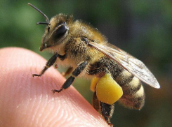 Пчеловод из Морозовска на видео показал, как давать лекарство пчелам