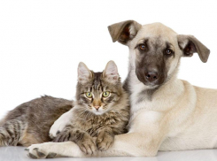 Морозовчане смогут стерилизовать питомцев по льготной цене