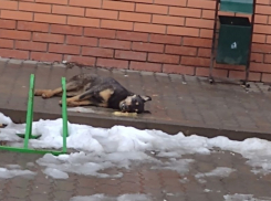 В Морозовске массово потравили бездомных собак 