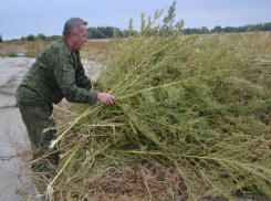 Более тонны дикорастущей конопли уничтожили в станице Вольно-Донской Морозовского района