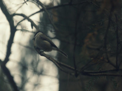 Довольно холодный день без осадков ожидается в Морозовске в пятницу, 17 января