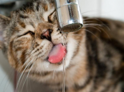 Следите за тем, чтобы у домашних животных постоянно был доступ к питью, - специалист об уходе за питомцами летом