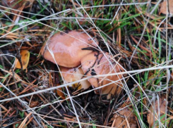 Будьте осторожны: в разгар грибного сезона важно помнить о безопасности