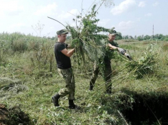 Рекордный вес дикорастущей конопли уничтожено на Дону за два месяца 