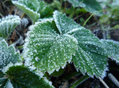 Заморозки в Морозовске могут сохраниться в ночь с понедельника на вторник
