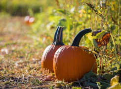 Небольшую облачность и до 22 градусов тепла обещают синоптики в субботу