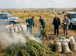 В Морозовском районе уничтожили десятки килограммов дикорастущей конопли
