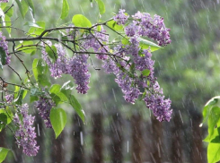 Прохладным и дождливым станет в Морозовске праздничный день - 9 мая