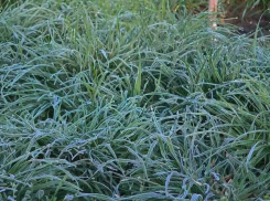 «Мороз среди весны»: синоптики бьют тревогу - урожай под угрозой 